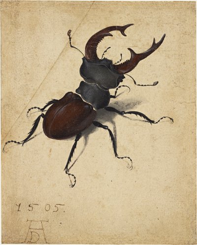 Stag Beetle by Albrecht Dürer
